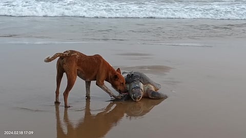A dog feeding on the carcass of a dead Olive Ridley turtle at Paradip beach.