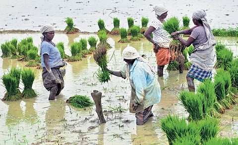Farming activities. 