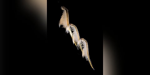 Sea monkeys, scientifically known as Artemia (brine shrimp)