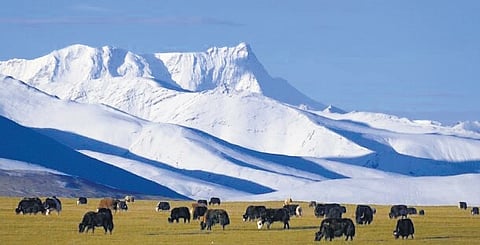 A Tibetan landscape.  