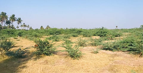 According to sources, the 'seemai karuvelam' trees absorb excess ground water and cannot shelter birds as it produces less oxygen and more carbon dioxide. 