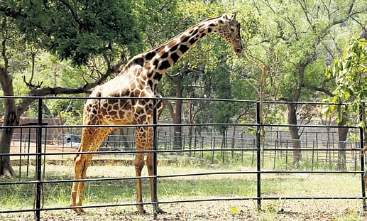 Vizag zoo: Animal ‘escapes’ expose chinks in enclosures