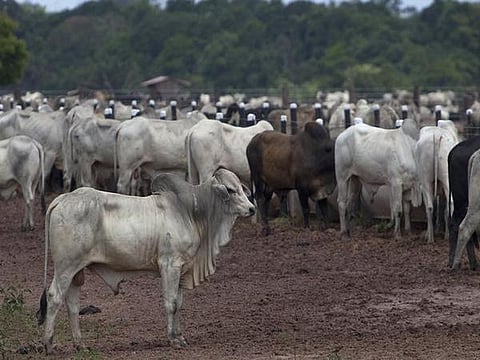 Gaushalas are protective shelters for stray cows