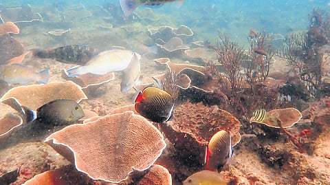 The fringing reefs around the 21 uninhabited islands harbour incredible biodiversity and support the dependent livelihood of fisherfolk.