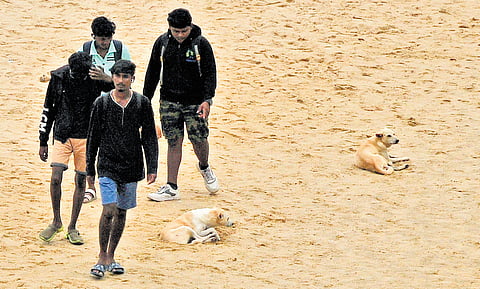 Visitors walk past stray dogs at Papanasam beach at Varkala