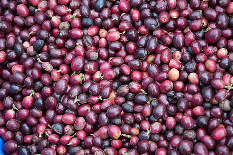 Coffee beans are seen in basket after being picked at a coffee farm in Dak Lak province, Vietnam, on Feb. 1, 2024. 