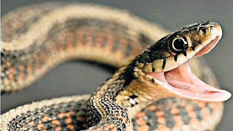 Snake