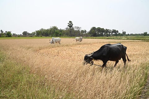  Non-paddy crops have survived the scare of surplus rain in major parts of the rain-fed Sundargarh and the district is close to achieving its crop sowing target over 1.18 lakh hectares (ha). 