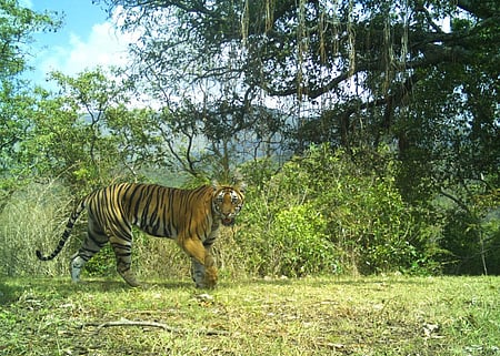 Camera trap image of tiger movement in private patta land in Megamalai