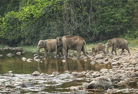 Wild elephants drink water from  the Anakkulam River