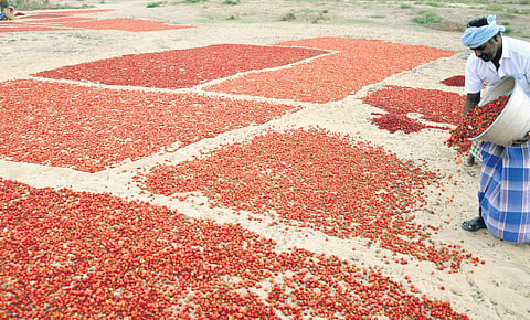 Ramnad ‘mundu’ chilli to spice up the global market
