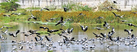 As the water level has dropped in the Vaigai river in Madurai,  Asian open bill storks are finding it easy to feed on the snails in the water 