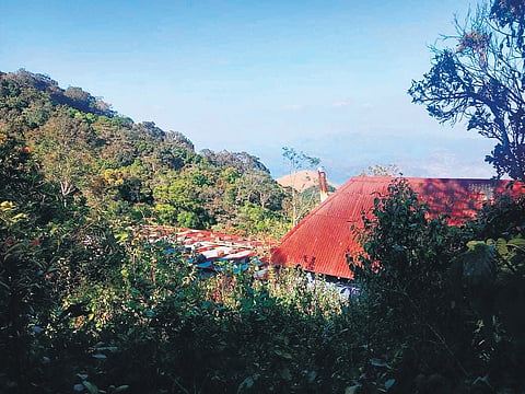 The acquired patta land, featuring a plantation. 