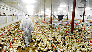 Poultry image used for representational purposes only.