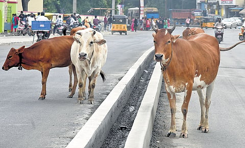 Cattle wandering on city roads 