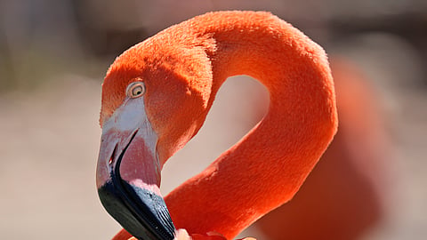 A flamingo tugs at one of its feathers at the Fort Worth Zoo in Fort Worth, Texas