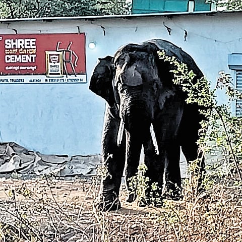 The wild jumbo on the outskirts of Belagavi 