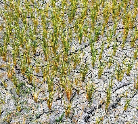 Withered crop in Yadgarpally village of Miryalaguda mandal on Wednesday