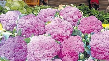 Coloured cauliflower grown by tribal farmers of Malkangiri 