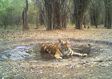 Taking selfies and pictures with scheduled wild animal species, their carcasses, body parts and trophies is a punishable offence under Wildlife Protection Act, 1972. 