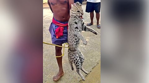 The video shows a fishing cat tied to  a rope and ganged to death.