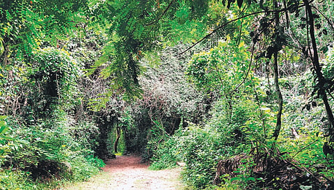 Sacred groves are patches of vegetation that are revered. They are of immense ecological and cultural significance. 