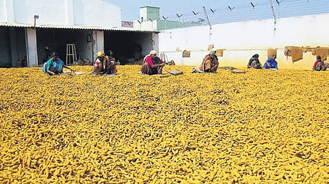 Turmeric market 