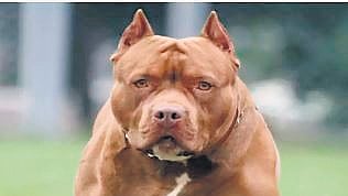 The decision comes in the wake of growing attack and death cases because of ferocious dogs being reported in the country. 
