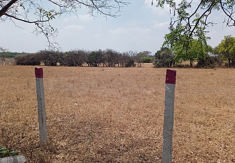 Tamil Nadu: Pasture lands go dry,  dairy farmers find it difficult to feed livestock