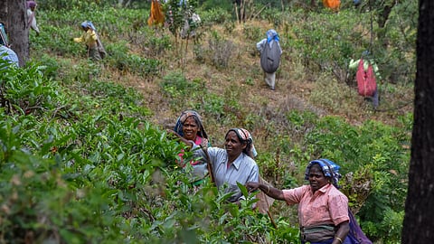 Manjolai tea estate 