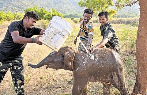 Forest officials found the  calf abandoned at Rayaruthupathi on Sunday 