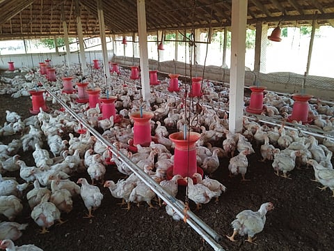 Broiler industry in western Tamil Nadu produce 10 lakh chickens per month