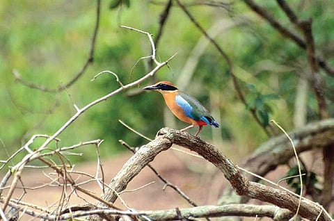 A mangrove pitta bird perched on a tree branch; forest personnel involved in a mango pitta bird census within the park 