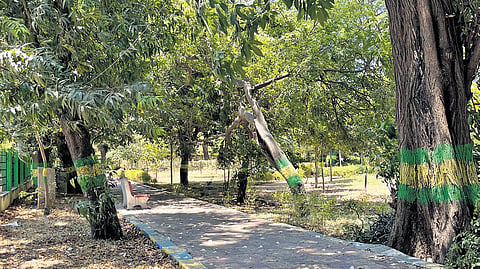 My Ladies Park in Periyamet