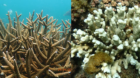 Healthy acropora (R), Partially bleached montipora (L)