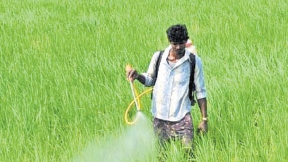 Government notifies use of nano urea for 3 years despite row over efficiency 
