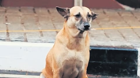 Rani