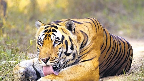 Centre notifies eco zone of Rajasthan wildlife sanctuary   