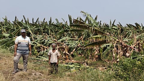 The farmer at his Banana plantations that were destroyed due to rain and heavy wind in Indi taluk of Vijayapura district.