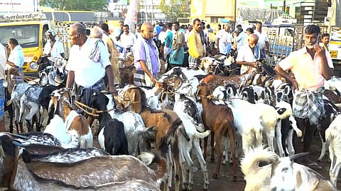 On Saturday, despite goat and sheep rearers bringing large flocks to the shandy in view of the Ramadan festivities that fall on April 11, the trader turnout was very low owing to the poll code in effect.