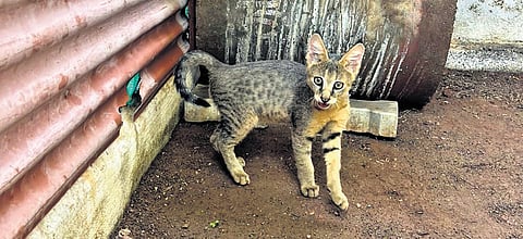 The rescued jungle cat at the Guindy National Park in Chennai 
