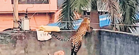 The leopard was caught after a 4-hour operation that involved police, fire brigade and the forest department. 