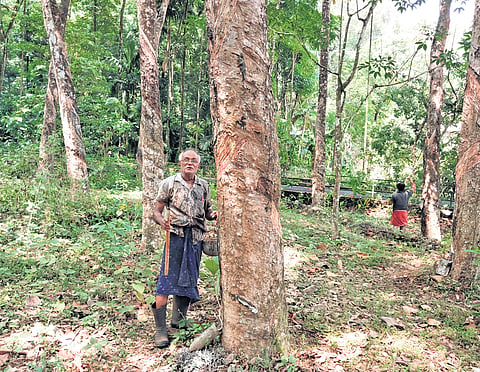 Joy, a rubber farmer at Melukavu, Thodupuzha
