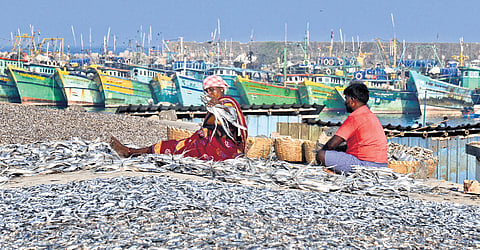 The union government had allotted Rs 98 crore for the modernisation of the Kasimedu fishing harbour last year, but the work is yet to start.