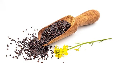 Mustard is an annual herb cultivated as an oil seed, a vegetable or spice.