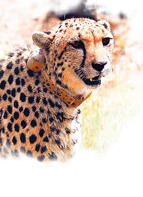 Sources in Delhi claim that if everything goes according to plan, the first set of 5:8 South African cheetahs could be introduced 