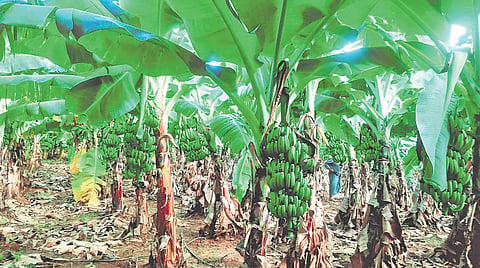 A banana plantation in Railway Kodur constituency 