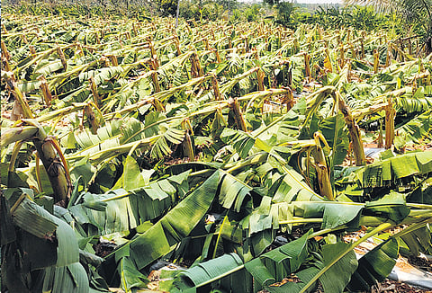 A banana farm destroyed by heavy rain and strong winds in Dodda Katuru of Mysuru taluk 