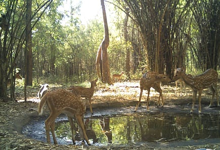Nallamala forest.