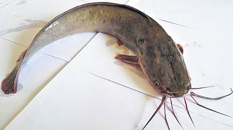 Cat fish